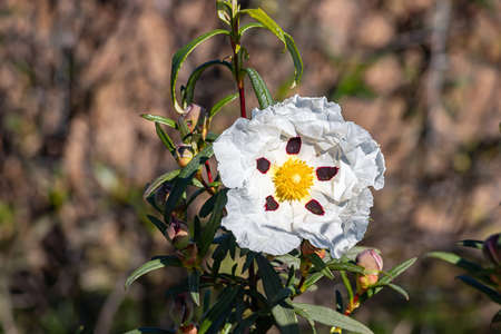 White rock-rose flower with crimson markingsの写真素材