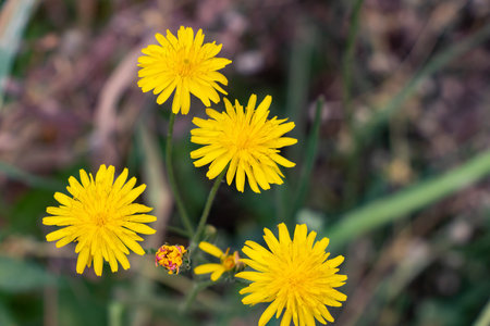 Yellow dandelion flower, Bitter chicory or radicheta, Taraxacum officinale, whose yellow flower is known as dandelion, is a plant of the Asteraceae familyの写真素材