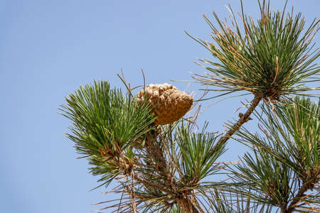 Pine cone of a Pinus radiata, the Monterey pine, insignis or radiata pine, is a species native to the Central Coast of California and Mexico (Guadalupe Island and Cedros island).の写真素材