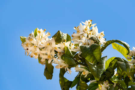 Orange blossom is the name of the white flowers of the orange tree, lemon tree and citron. The name...