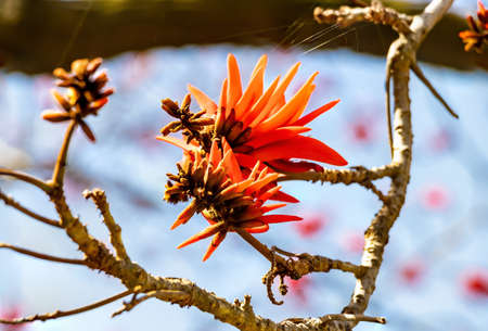 Erythrina caffra, the coast coral tree or African coral tree, is native to southeastern Africa,...