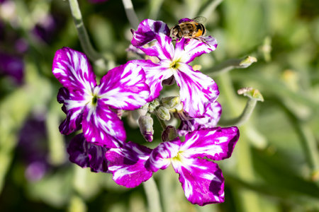 Matthiola incana known as Mathilda Lavender flower, Winter Wallflower, Incarnate Wallflower,...