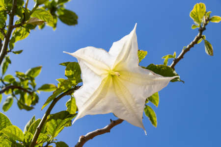 Detail of white blooming angel trumpet, Brugmansia suaveolens. Also known as Datura suaveolens,...