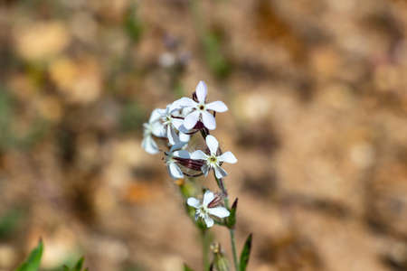 Silene gallica is a species of flowering plant in the family Caryophyllaceae known by several common...
