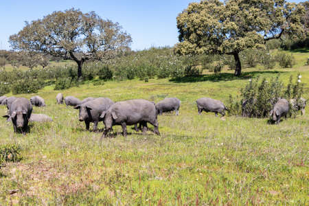 Iberian pigs grazing in the Huelva countryside. Pigs in the pasture with holm oaks in Andalusia, Spainの写真素材