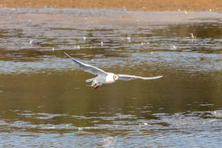 A black-headed gull (Chroicocephalus ridibundus) in flight in the Nature Reserve of Marismas de...
