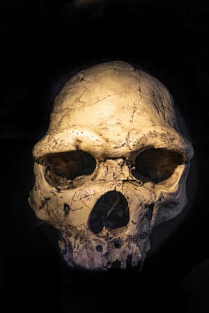 Fossil of a Homo heidelbergensis. Heidelberg Man is the name given to a number of human fossil remains that are older than fossils of Neanderthalsの写真素材