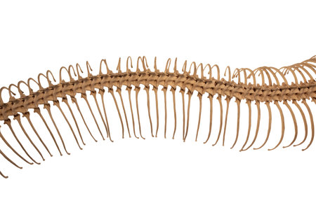 Detail of anaconda skeleton isolated on white backgroundの写真素材