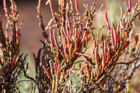 Arthrocnemum macrostachyum is a species of flowering plant in the amaranth family. It is native to coastal areas of the Mediterranean Sea and the Red Sea and parts of the Middle Eastの写真素材