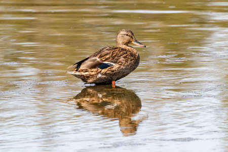 Female Mallard (Anas platyrhynchos) in Marismas del Odiel Nature reserveの写真素材