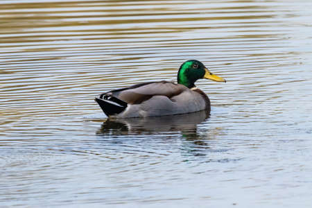 A male mallard or wild duck (Anas platyrhynchos) on a pond in the Nature Reserve Marismas del Odiel,...