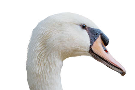 Detail of the head of a white swanの写真素材