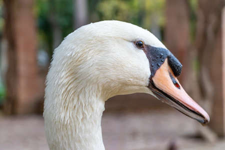 Detail of the head of a white swanの写真素材