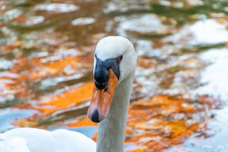 Detail of the head of a white swan looking to the cameraの写真素材
