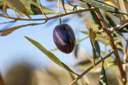Black olive hanging on the branch of an olive treeの写真素材