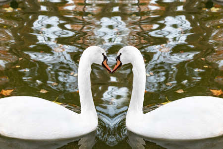View of two white swan kissingの写真素材