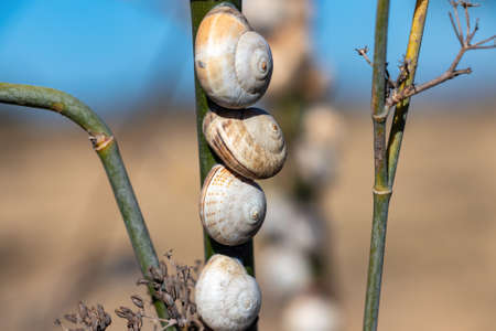 Snails in nature clinging to a branch in the field. Snails are highly appreciated in Mediterranean cuisine, especially Andalusian cuisine.の写真素材