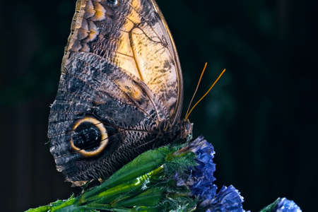 Owl butterfly are specie of the genus Caligo and are known for their huge eyespots, which resemble owls' eyes.の写真素材