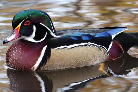 Wood duck or Carolina duck (Aix sponsa) swimming in a pondの写真素材