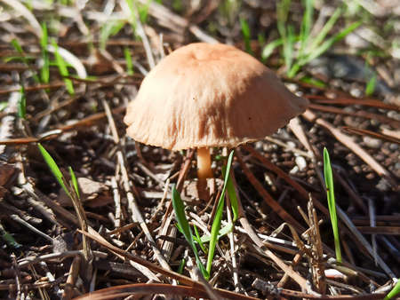 View a brown mushroom in the forestの写真素材
