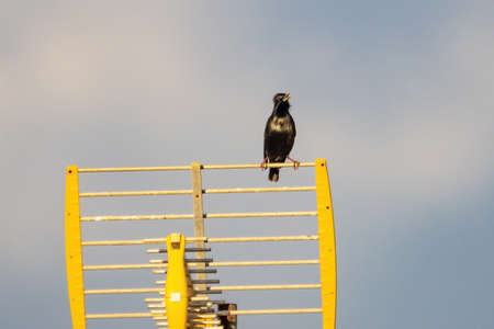 Spotless starling (Sturnus unicolor) perched on a television antennaの写真素材