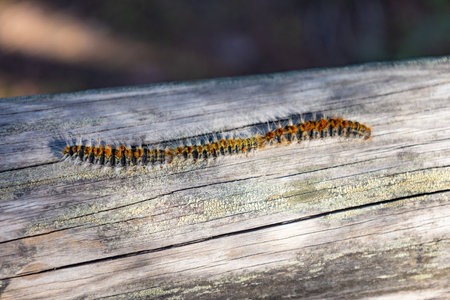 Macro photography of Pine processionary (Thaumetopoea pityocampa) with the focus on the central...