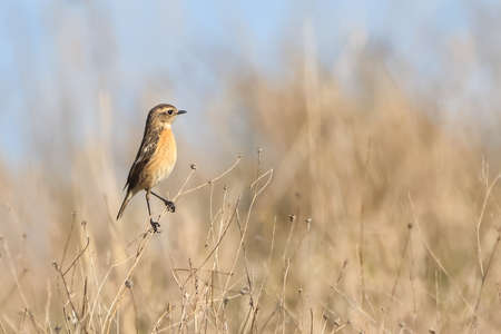 Female of Common stonechat (Saxicola rubicola) in Donana National Parkの写真素材
