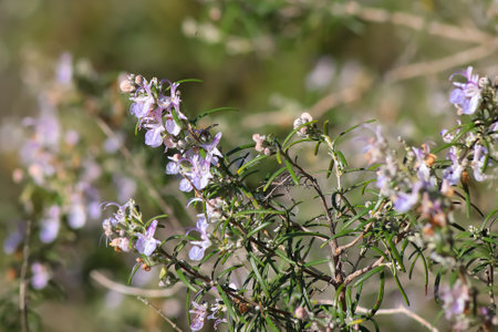 Detail of rosemary in flowerの写真素材