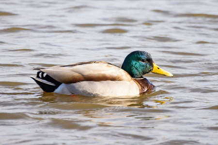 Male of mallard or wild duck (Anas platyrhynchos) swimming in a pondの写真素材
