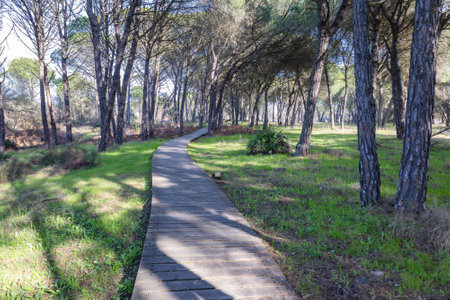 Wooden pedestrian path way over forestの写真素材