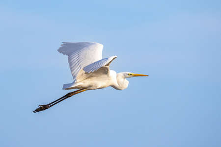 Great Egret (Egretta alba) in flightの写真素材