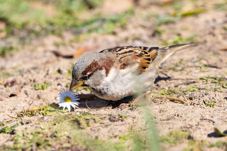 sparrow (passer domesticus) on the ground peking a daisyの写真素材