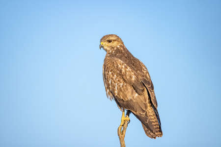 Red kite (Milvus milvus) perched. It is a medium-large bird of prey in the family Accipitridaeの写真素材