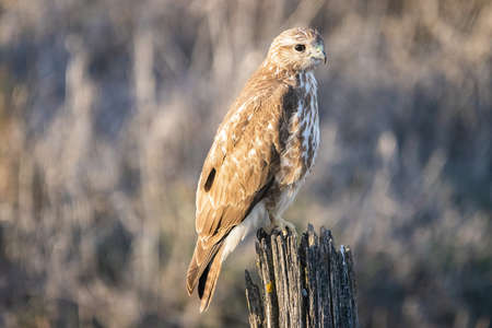 Red kite (Milvus milvus) perched. It is a medium-large bird of prey in the family Accipitridaeの写真素材