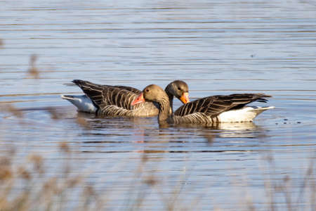 Greylag goose (Anser anser) in mating process. slow motion 4xの写真素材