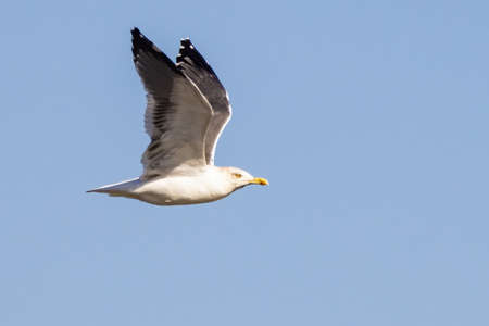 Yellow-legged gull (Larus michahellis) in flightの写真素材