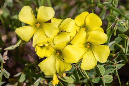 A Oxalis pes-caprae flower know as African wood-sorrel, Bermuda buttercup, Bermuda sorrel, buttercup oxalis, Cape sorrel, English weed, goat's-foot, sourgrass, soursob or soursopの写真素材