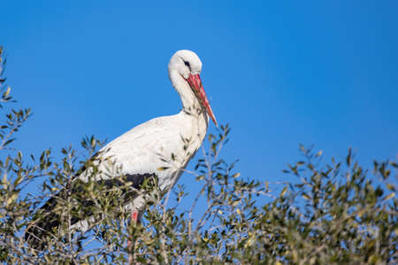 White stork, Ciconia ciconia, in the nestの写真素材