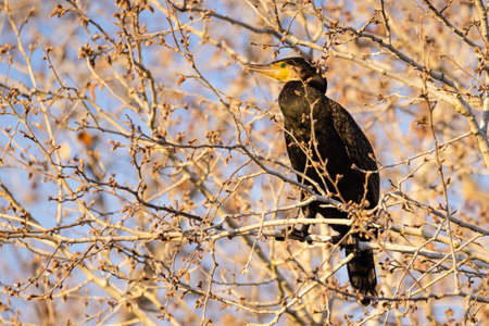 Great cormorant (Phalacrocorax carbo) perched in a branchの写真素材