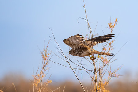 Common kestrel (Falco tinnunculus) starting to flyの写真素材