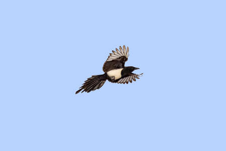 Common Magpie (Pica pica) in flightの写真素材