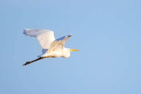 Great egret, Ardea alba in flightの写真素材
