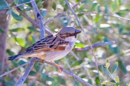 Sparrow or sparrow (passer domesticus) perched on the brach of an olive treeの写真素材