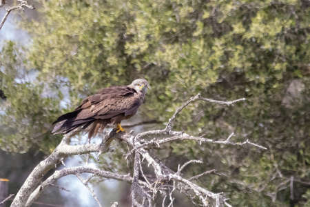 A black kite (Milvus migrans) perched on a branchの写真素材