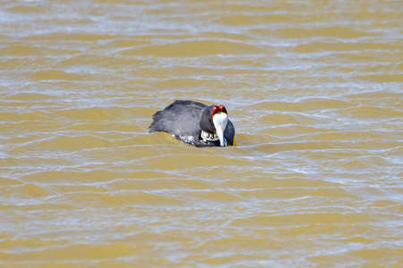 Red-knobbed coot (Fulica cristata) in a pondの写真素材