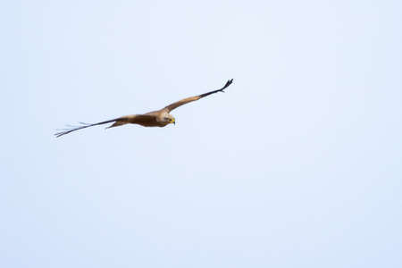 Red kite (Milvus milvus) perched. It is a medium-large bird of prey in the family Accipitridaeの写真素材