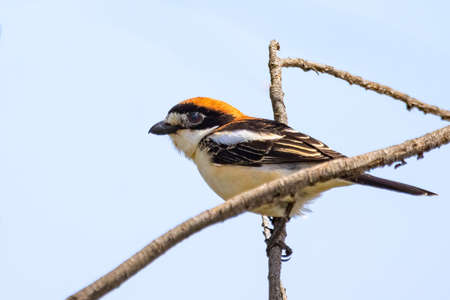 Woodchat shrike (Lanius senator) perched in a tree branchの写真素材