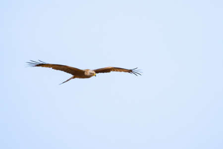 Red kite (Milvus milvus) perched. It is a medium-large bird of prey in the family Accipitridaeの写真素材
