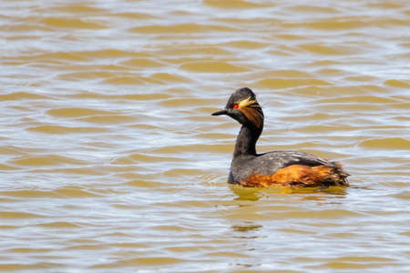 Black-necked grebe or eared grebe (Podiceps nigricollis) in a pondの写真素材