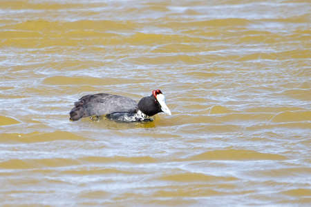 Red-knobbed coot (Fulica cristata) in a pondの写真素材